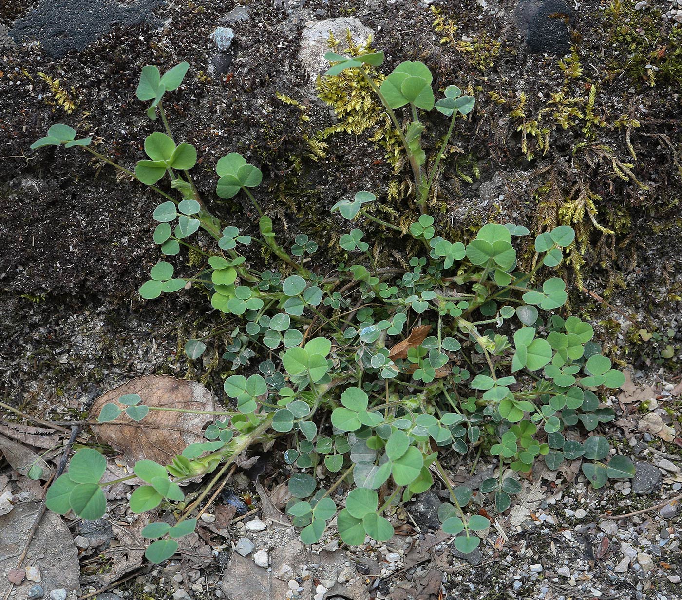 Image of genus Medicago specimen.