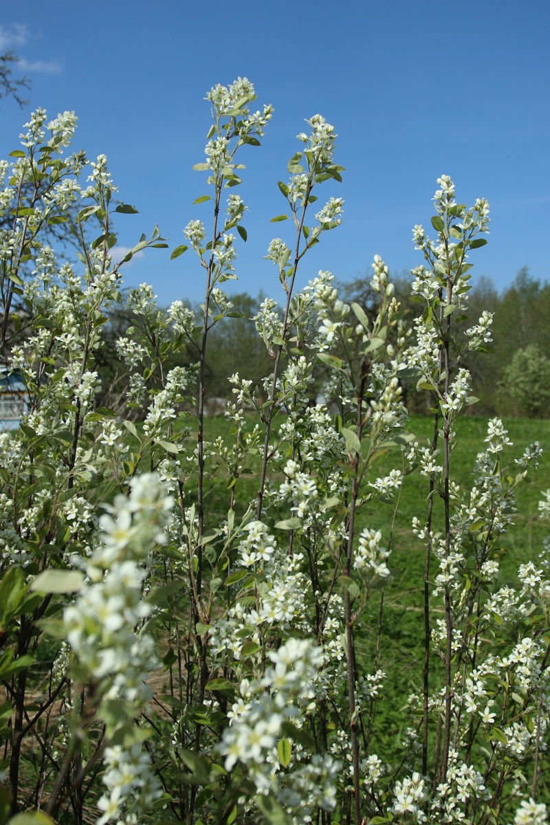 Image of Amelanchier spicata specimen.