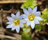 Gentiana squarrosa