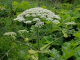 Heracleum sosnowskyi. Верхушка растения с цветущим главным и зацветающими боковыми соцветиями. Ульяновская обл., Мелекесский р-н, окр. с. Куликовка, дно переходящей в затопленный овраг сырой ложбины. 25.06.2023.