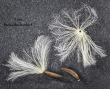 Picris japonica