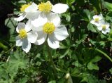 Anemonastrum protractum