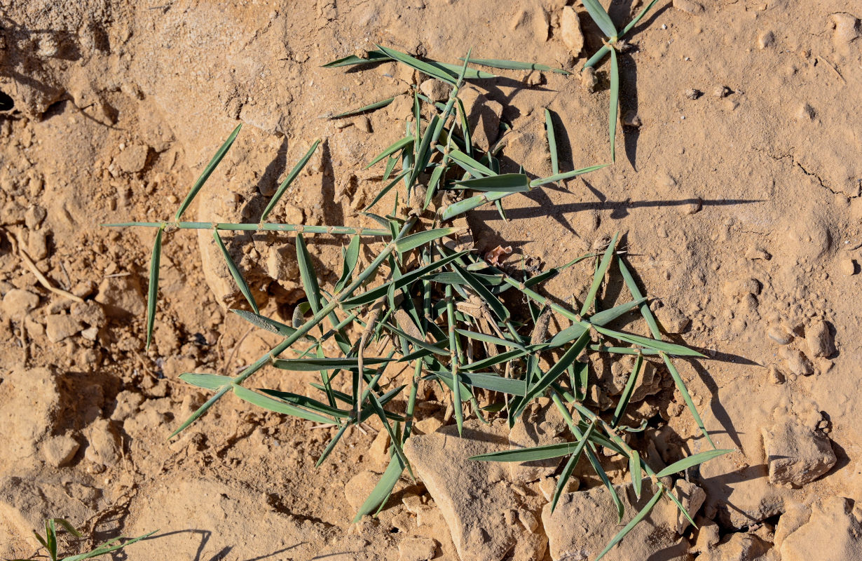 Image of Phragmites australis specimen.