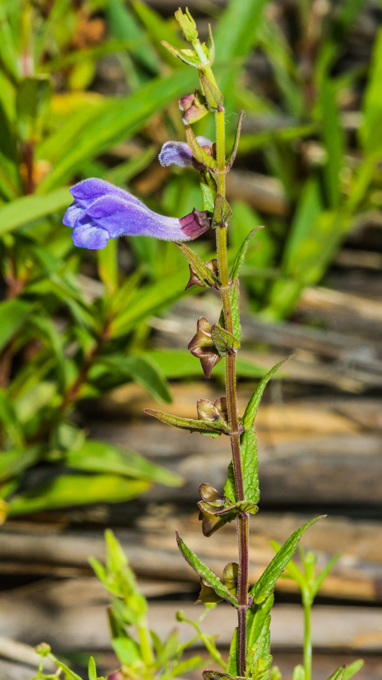 Image of Scutellaria galericulata specimen.