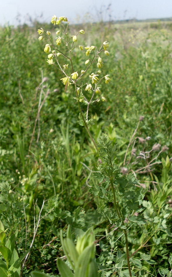 Image of Thalictrum minus specimen.