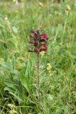 Echium russicum. Цветущее растение. Чечня, Шаройский р-н, долина р. Кенхи, ур. Хилиди, луг. 24 июня 2024 г.