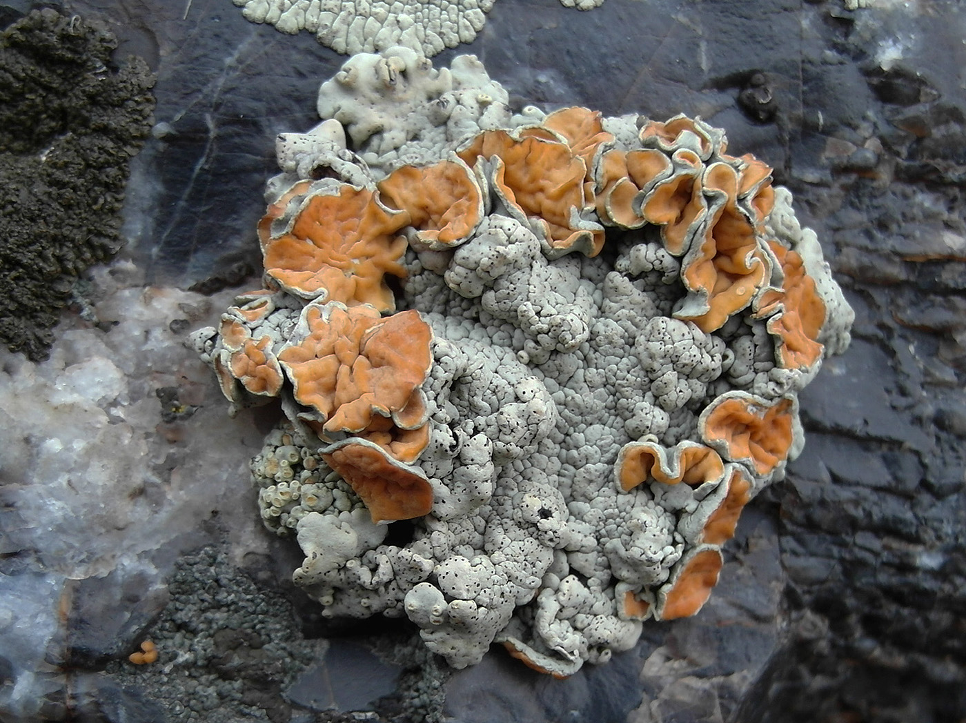 Изображение особи Rhizoplaca chrysoleuca.