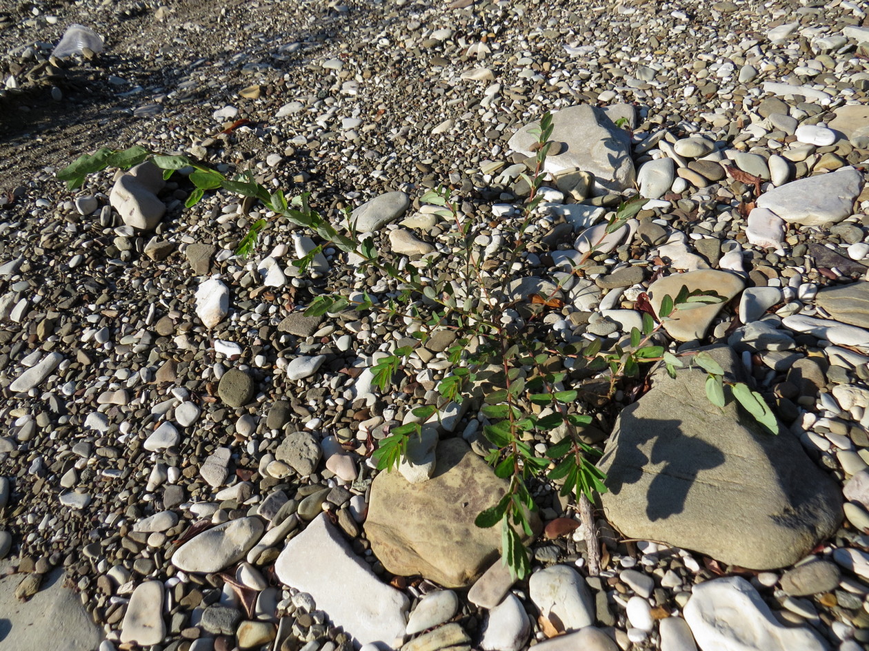 Image of Euphorbia nutans specimen.