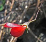 Lathyrus setifolius. Цветок (вид сбоку). Южный Берег Крыма, гора Аю-Даг. 11.05.2007.