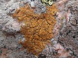 Caloplaca glomerata