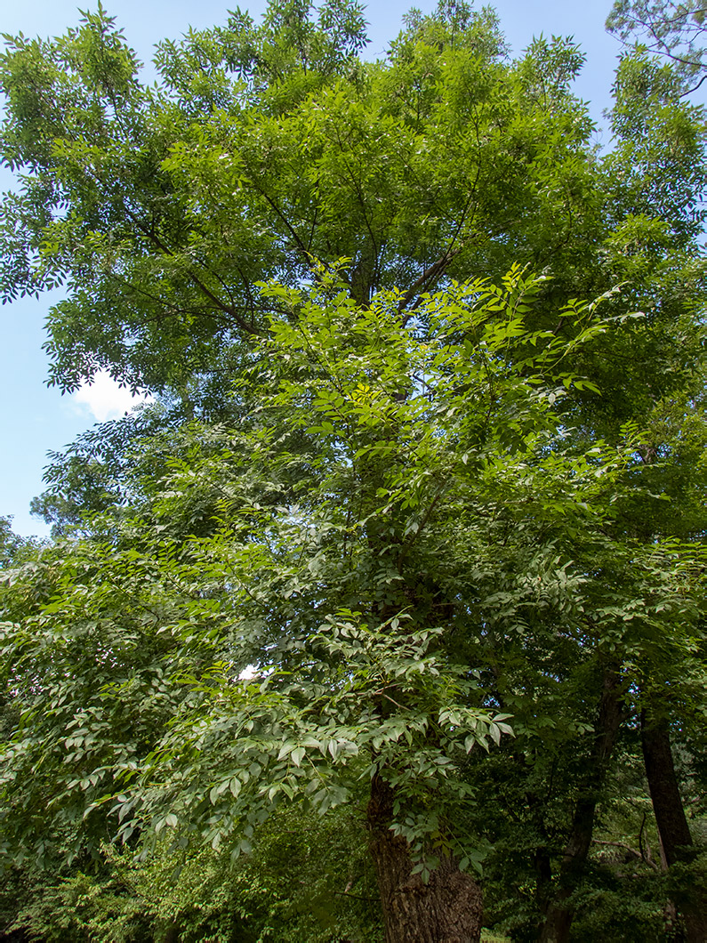 Изображение особи род Fraxinus.