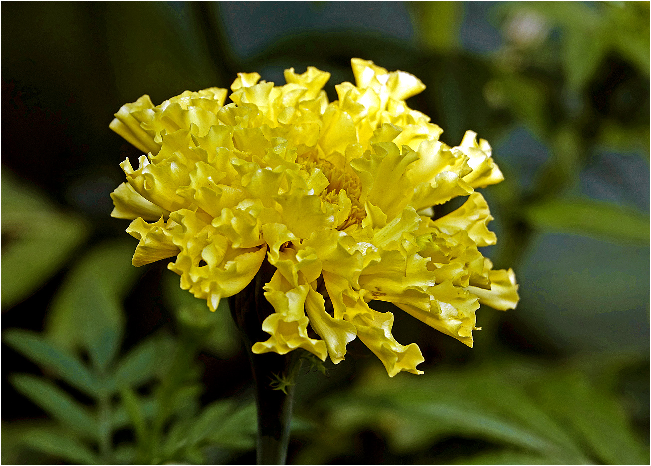 Изображение особи Tagetes erecta.