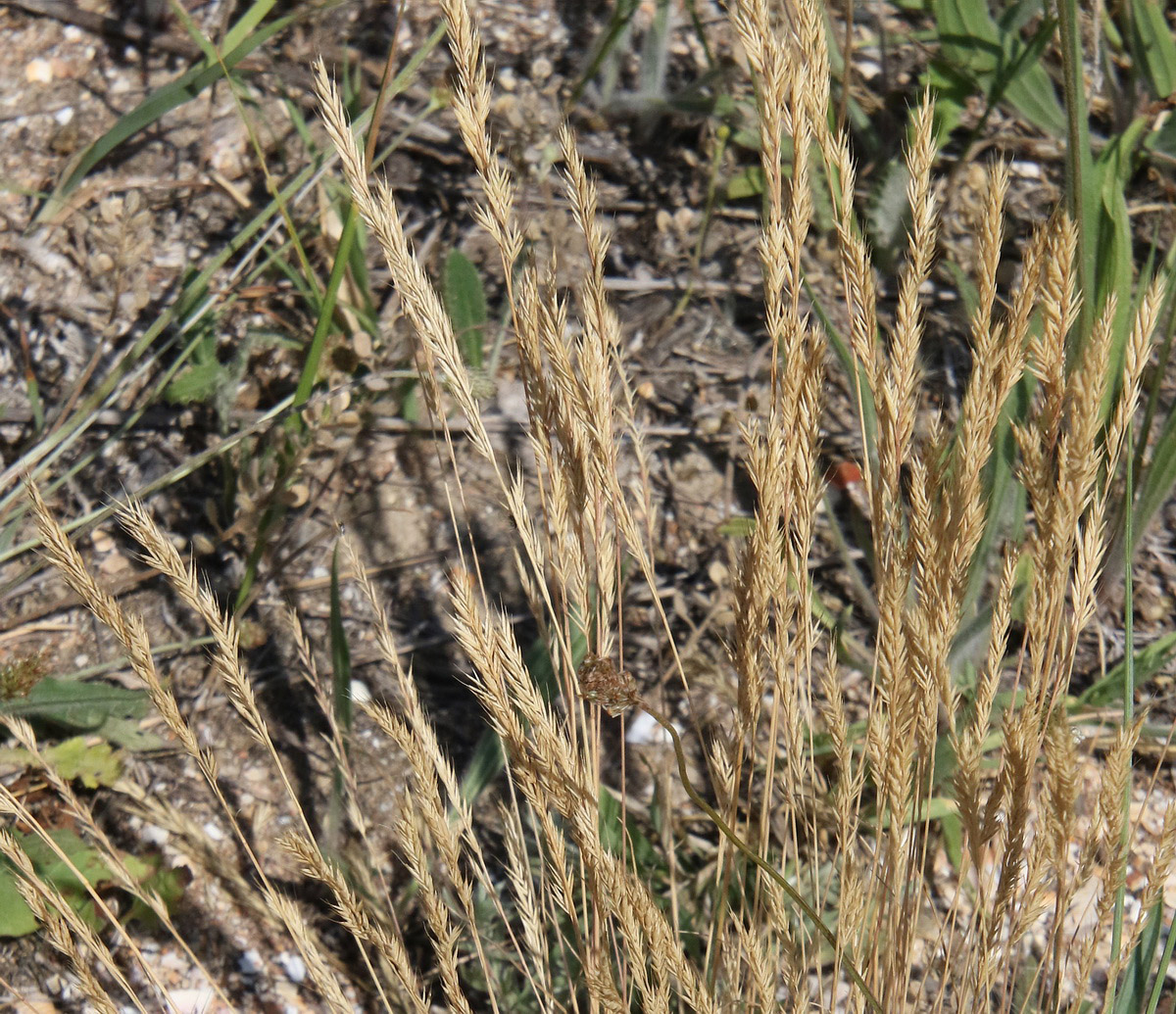 Image of genus Festuca specimen.