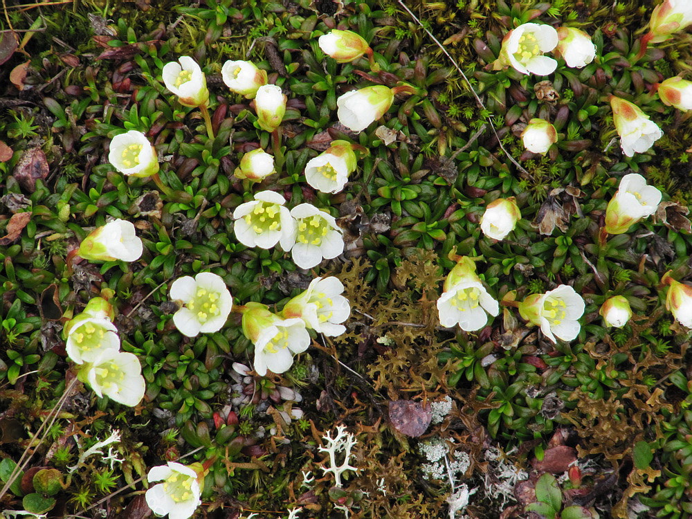 Image of Diapensia lapponica specimen.