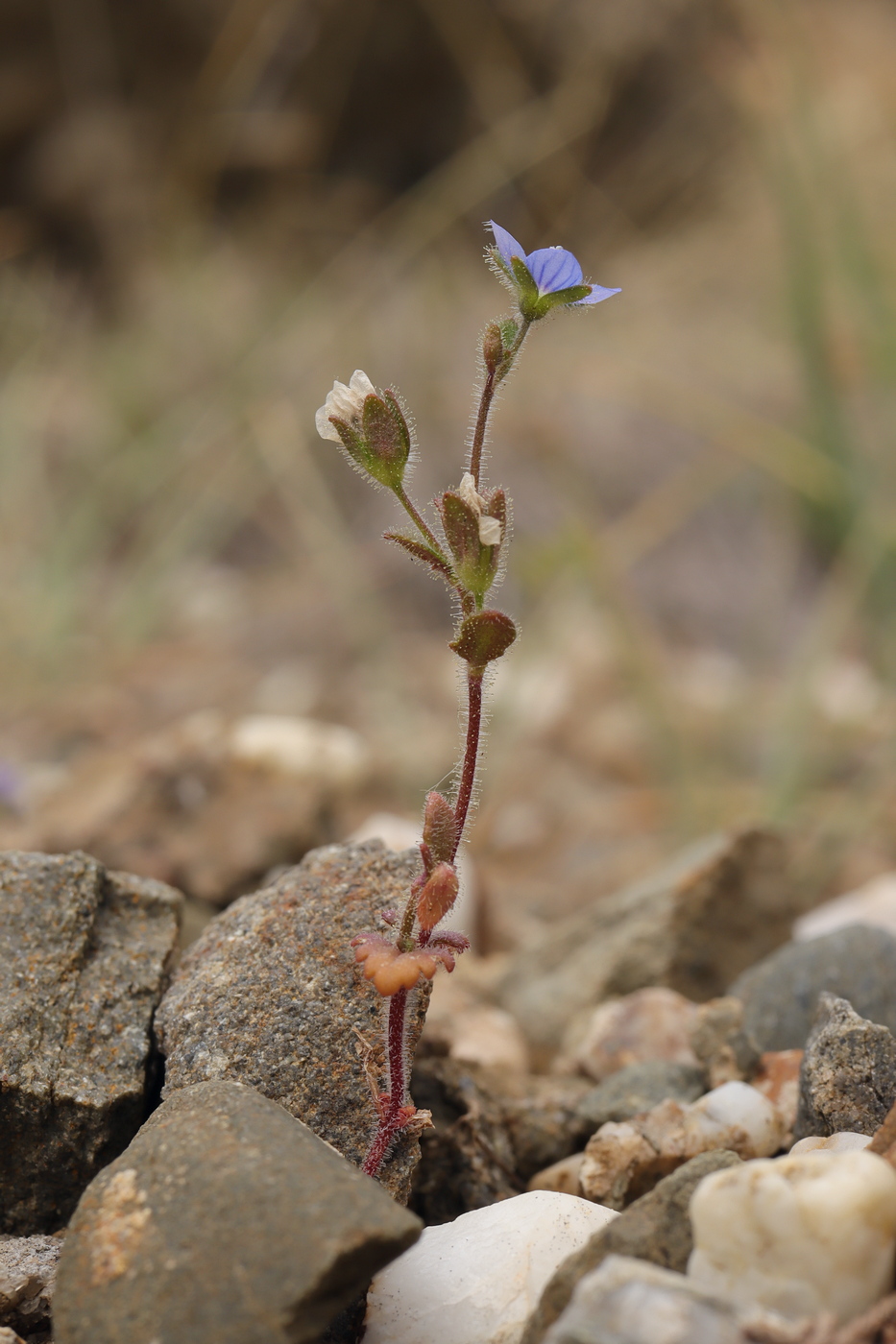 Image of Veronica praecox specimen.