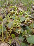 Waldsteinia ternata subspecies maximowicziana. Побеги с бутонами. Хабаровский край, г. Комсомольск-на-Амуре, смешанный лес с преобладанием берёзы (Betula), на лесной дороге. 07.05.2025.