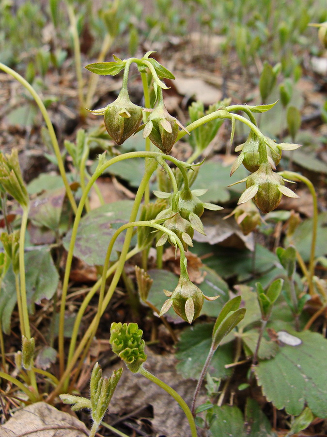 Image of Waldsteinia ternata ssp. maximowicziana specimen.