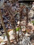 Matteuccia struthiopteris. Фертильные вайи. Краснодарский край, Сочи, Адлерский р-н, горнолыжный курорт \"Роза Хутор\", широколиственный лес. 12.03.2025.