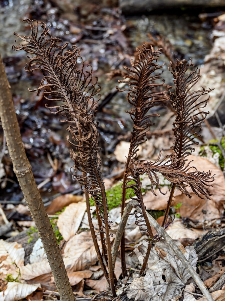 Image of Matteuccia struthiopteris specimen.