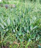 Polygonatum odoratum