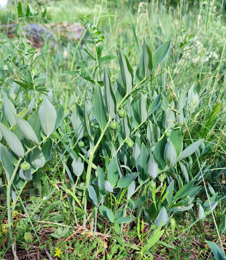 Image of Polygonatum odoratum specimen.
