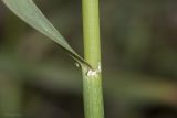 View full-size image Hordeum bulbosum