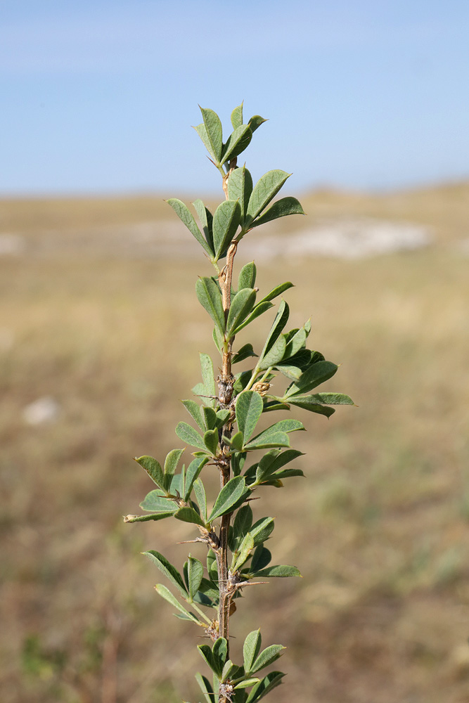 Image of Caragana frutex specimen.