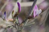 Astragalus ammodendron