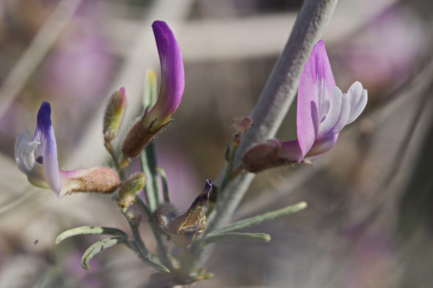 Image of Astragalus ammodendron specimen.