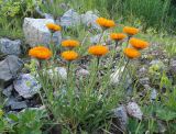 Erigeron aurantiacus