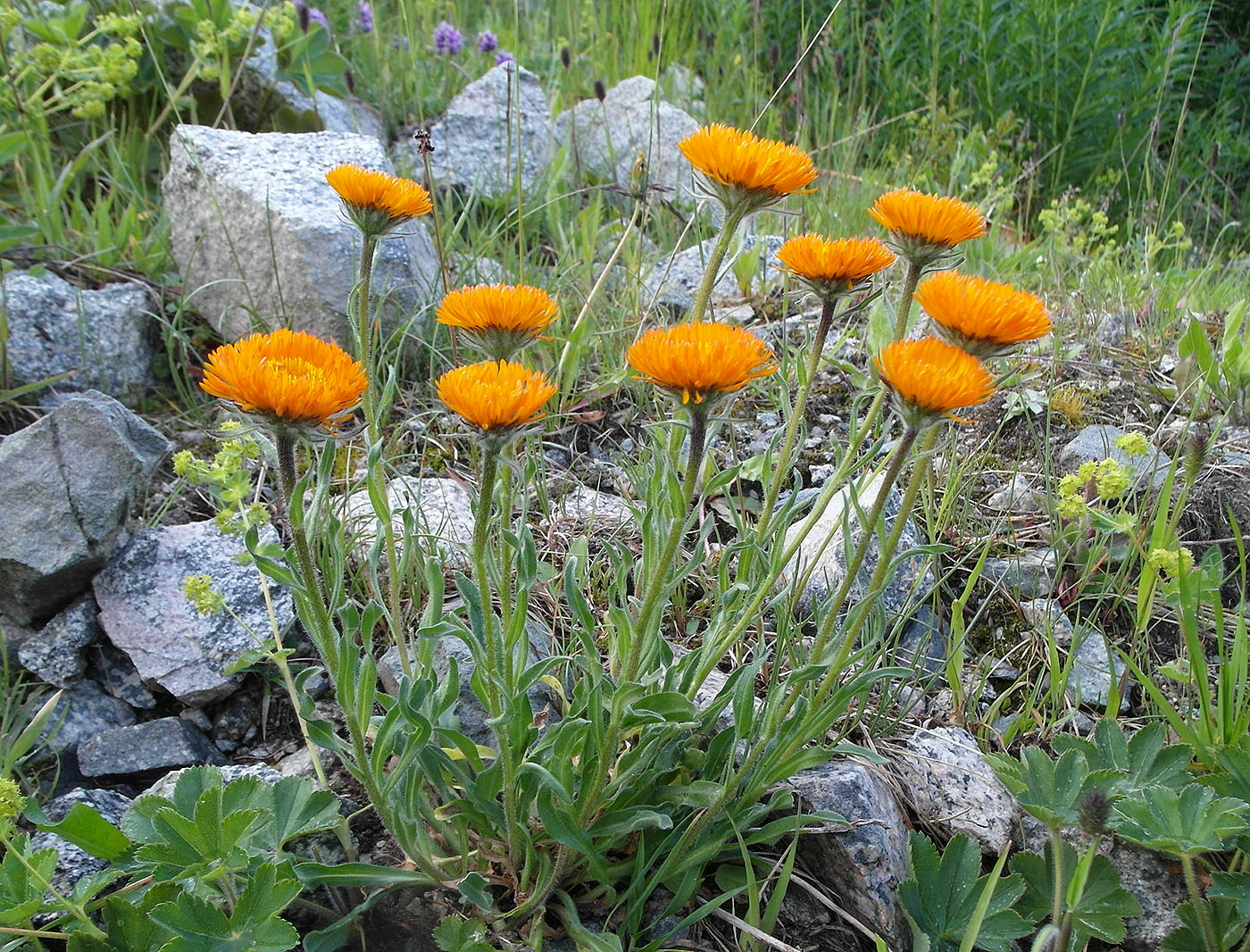 Image of Erigeron aurantiacus specimen.