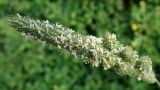 Phleum phleoides. Соцветие. Хабаровский край, г. Комсомольск-на-Амуре, пустырь. 28.06.2025.
