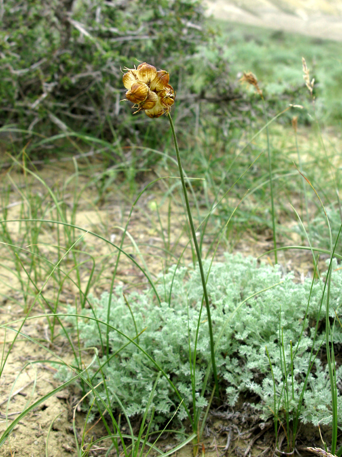 Изображение особи Carex physodes.