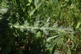 genus Carduus