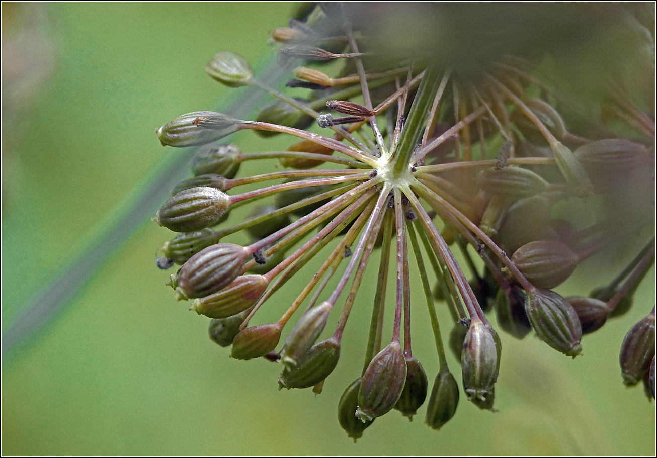 Image of Anethum graveolens specimen.
