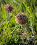 Trifolium fragiferum
