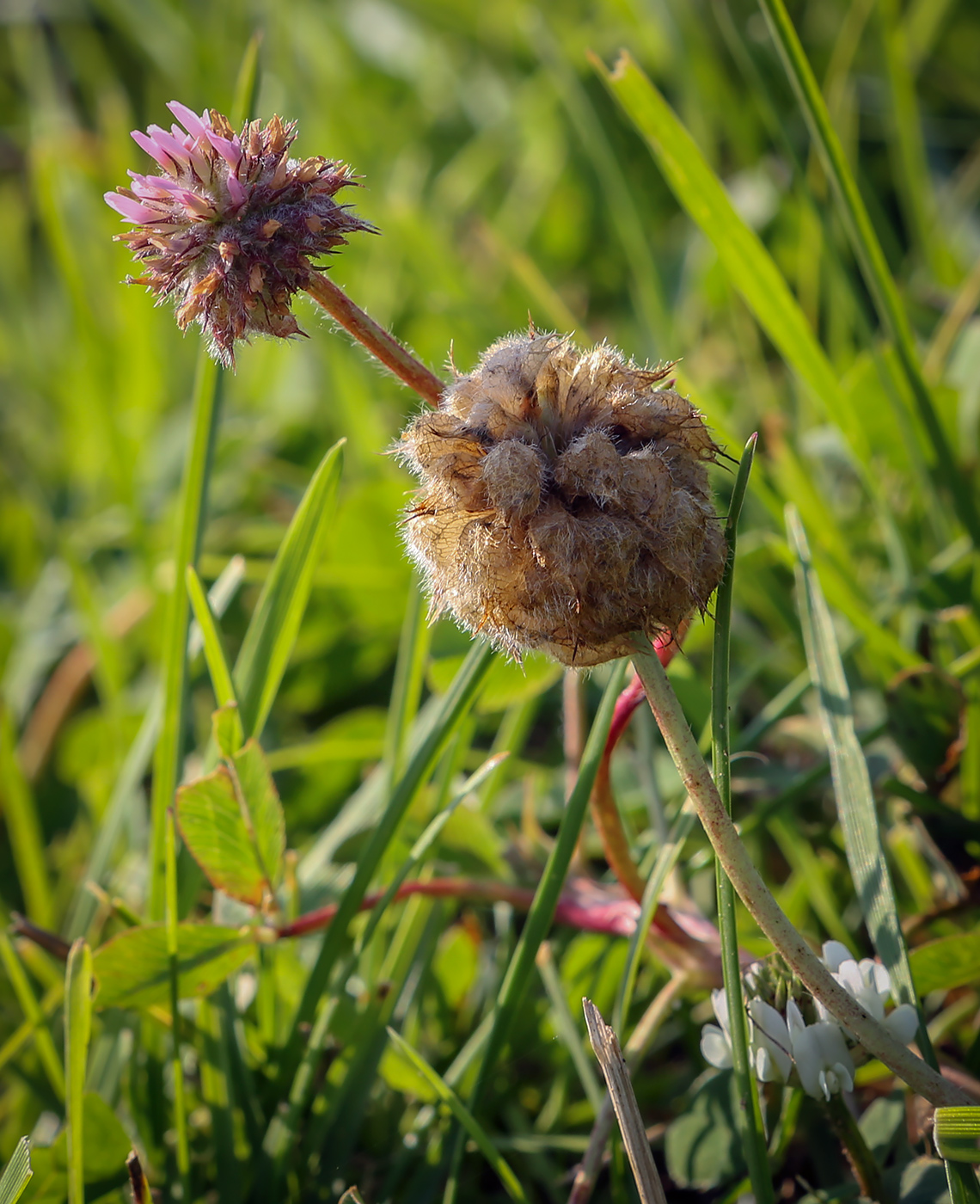 Изображение особи Trifolium fragiferum.