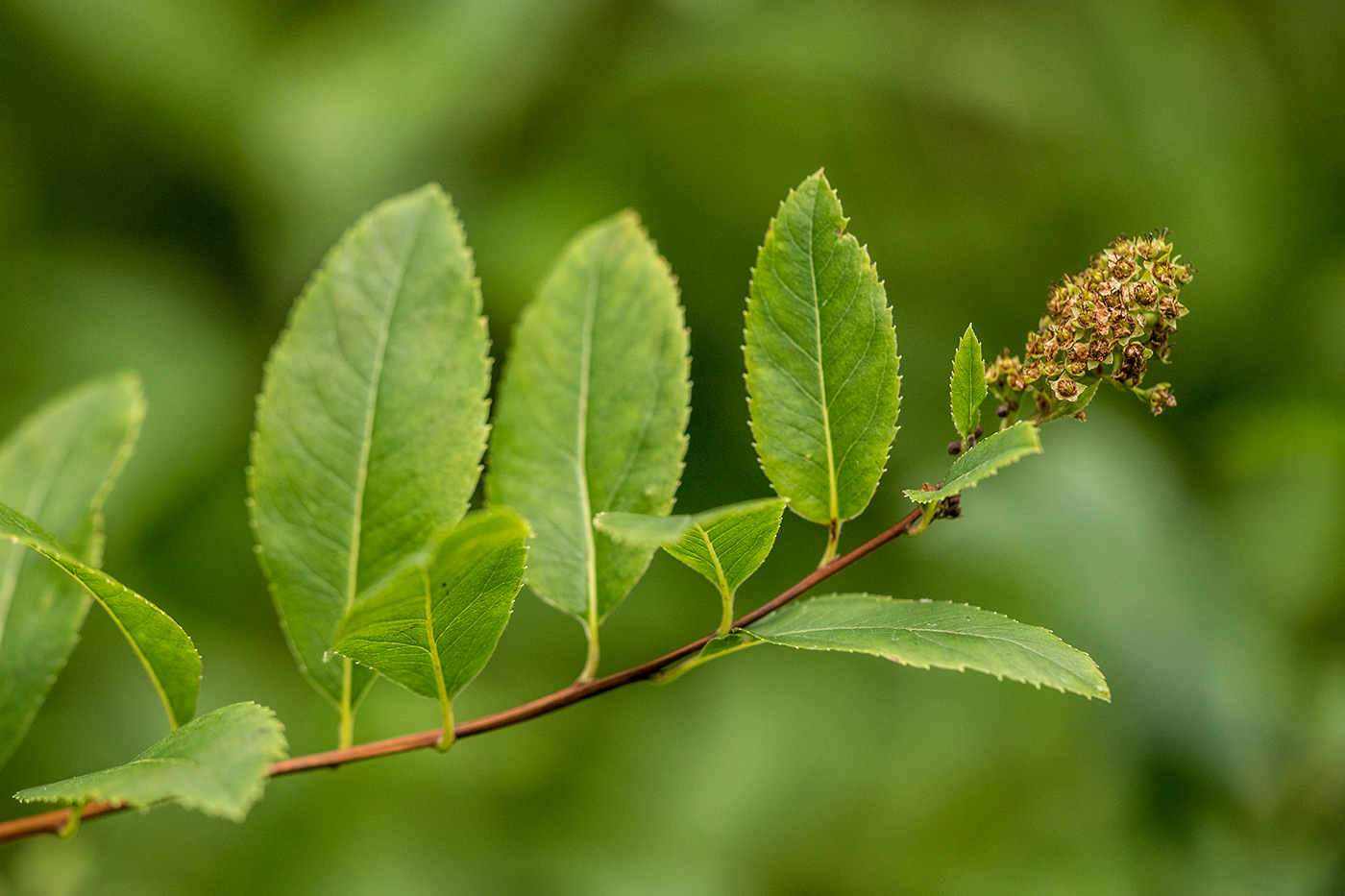 Изображение особи род Spiraea.