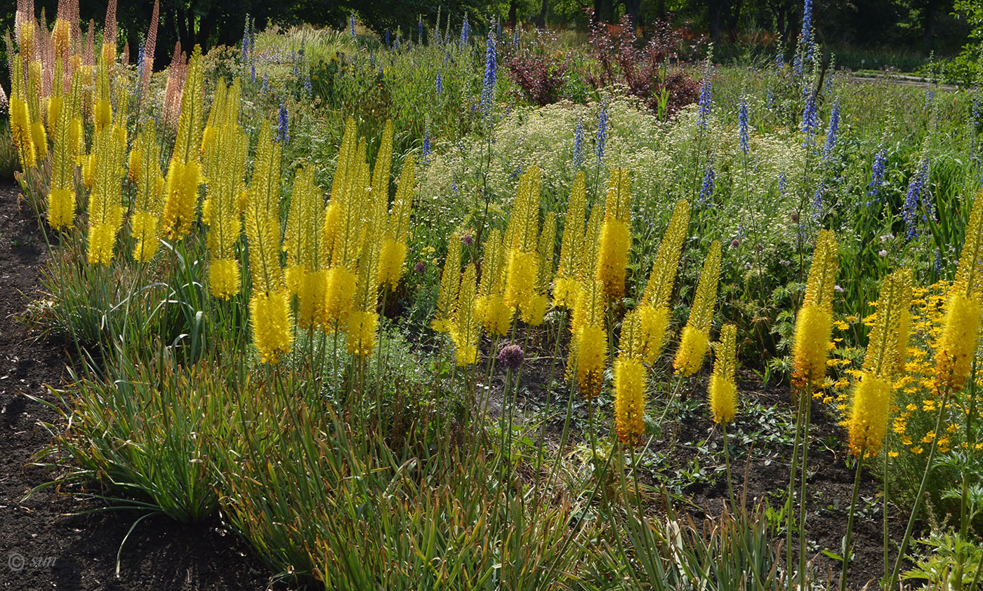 Изображение особи Eremurus stenophyllus.