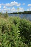 Oenothera biennis. Цветущее и плодоносящее растение. Псковская обл., Псковский р-н, окр. погоста Выбуты, борт дол. р. Великая, бровка известнякового склона, сухой луг. 02.08.2025.