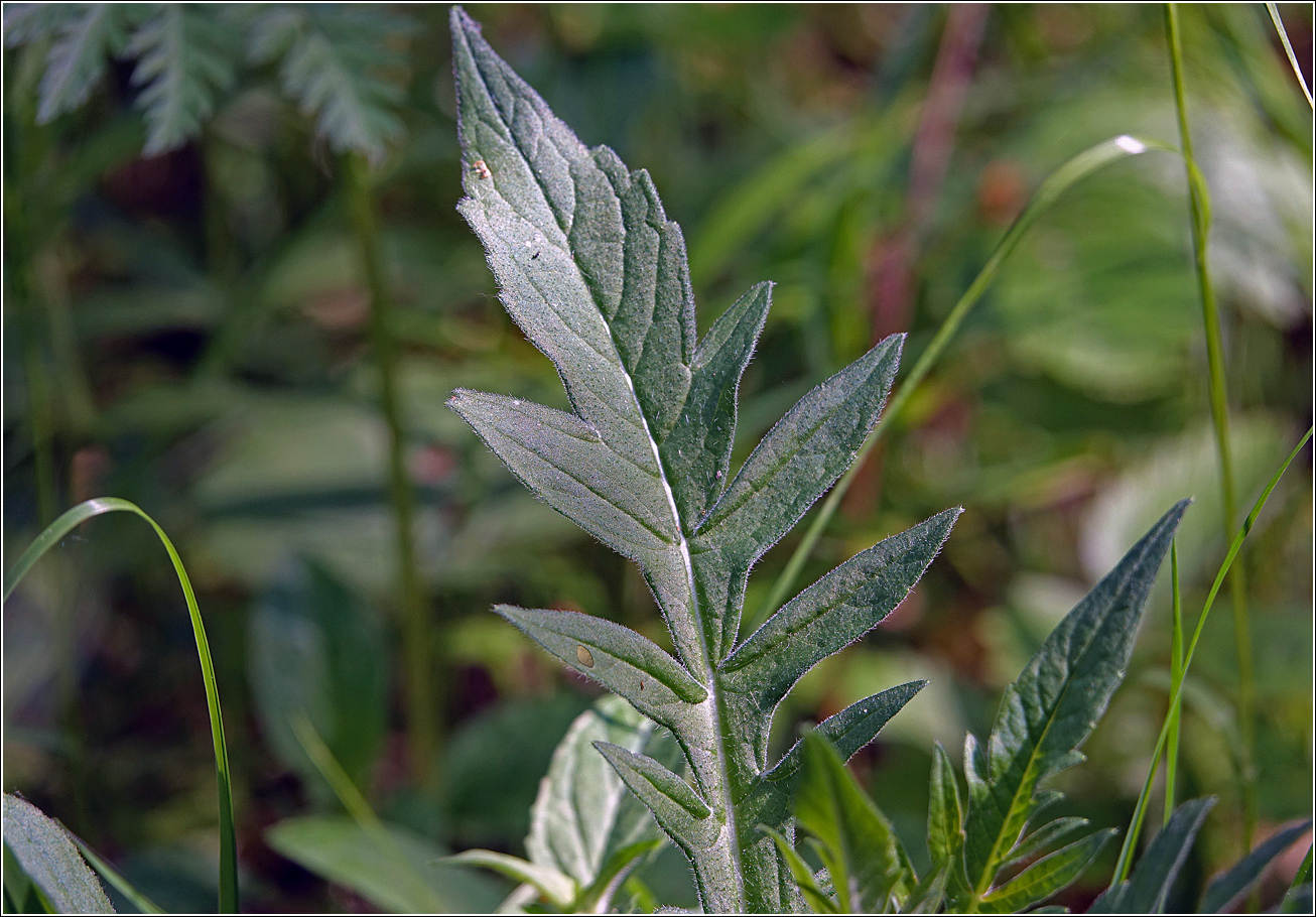 Изображение особи Knautia arvensis.