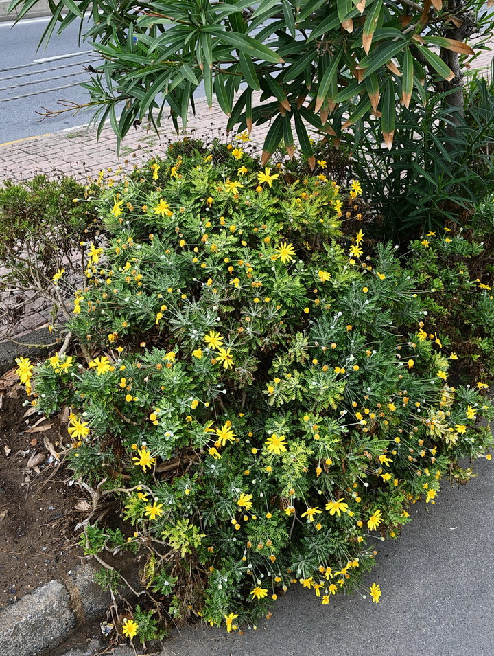 Изображение особи Euryops pectinatus.