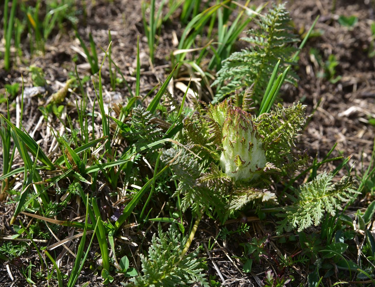Изображение особи Pedicularis condensata.
