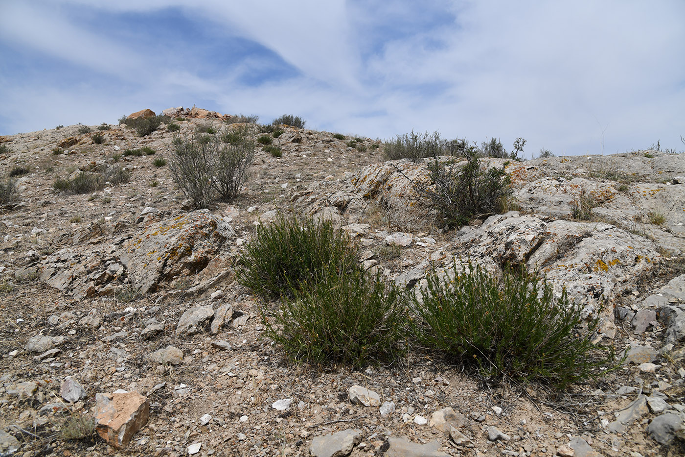 Изображение особи Niedzwedzkia semiretschenskia.