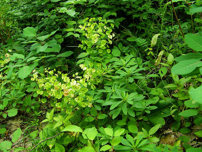 Image of Euphorbia amygdaloides specimen.