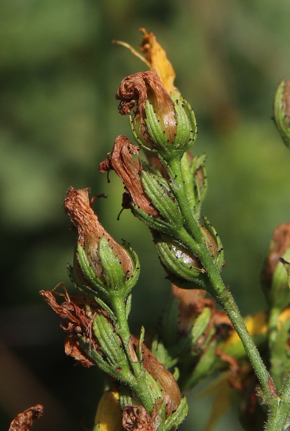 Image of Hypericum hirsutum specimen.