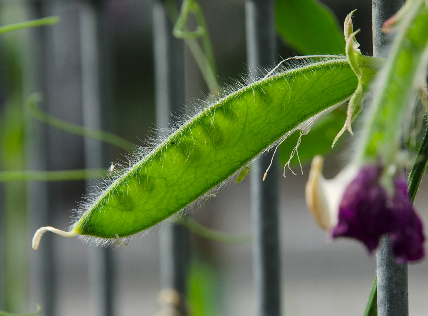 Изображение особи Lathyrus odoratus.