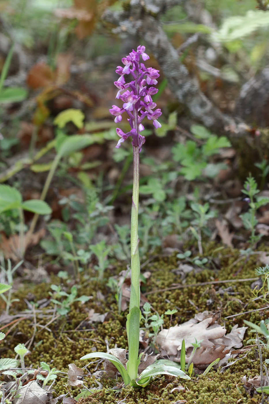 Изображение особи Anacamptis morio ssp. caucasica.