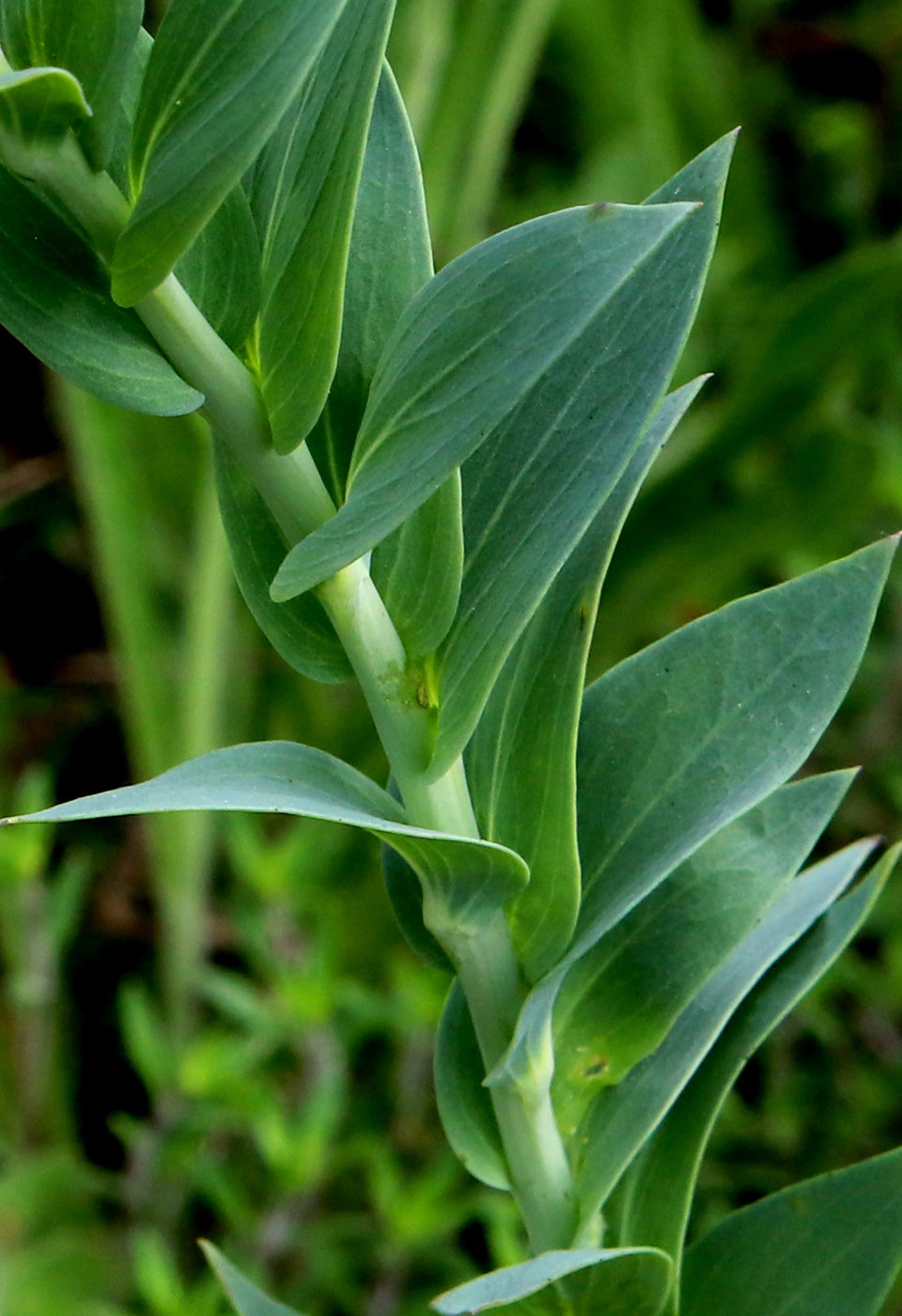 Image of Linaria genistifolia specimen.