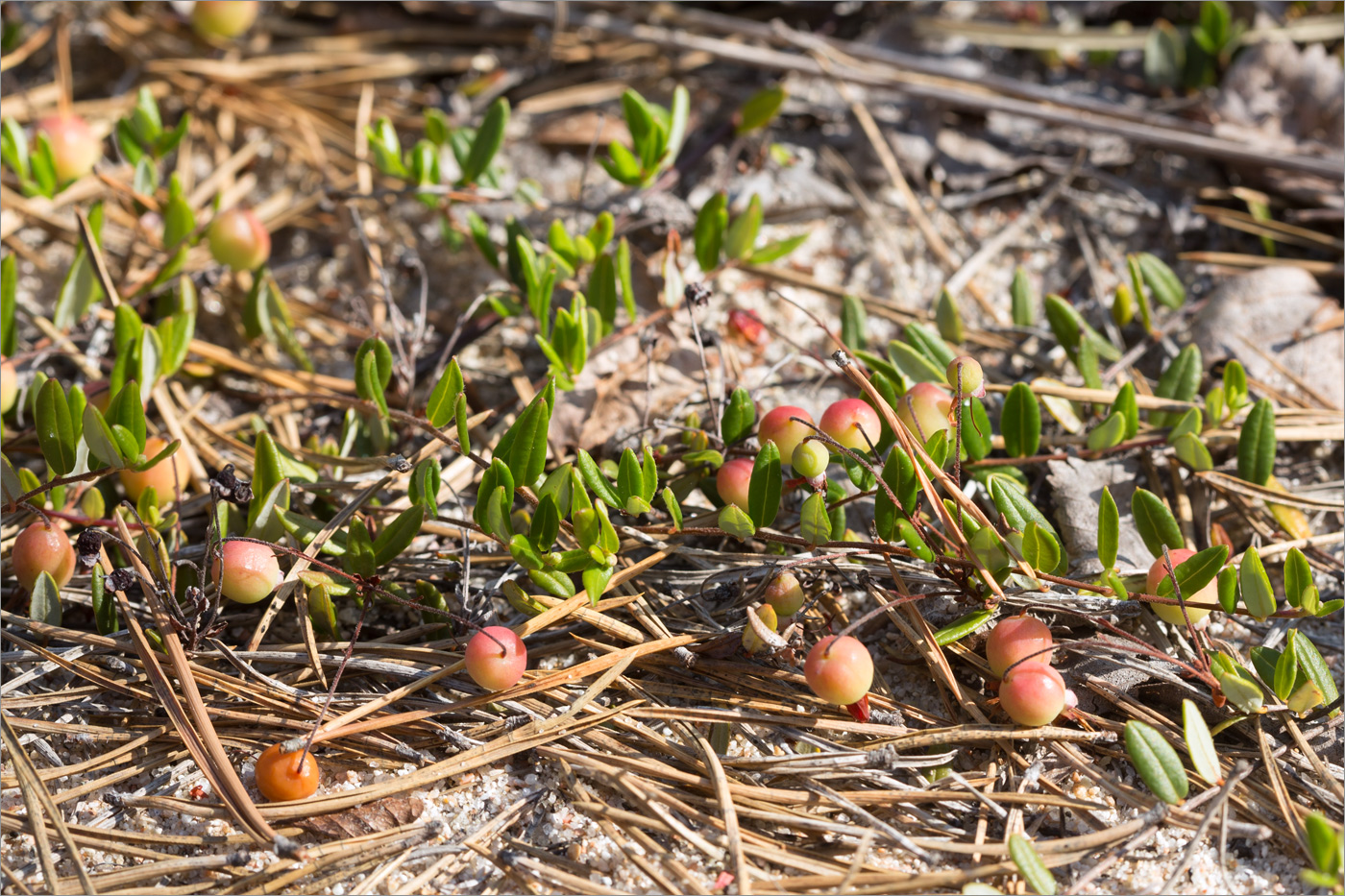 Image of Oxycoccus palustris specimen.
